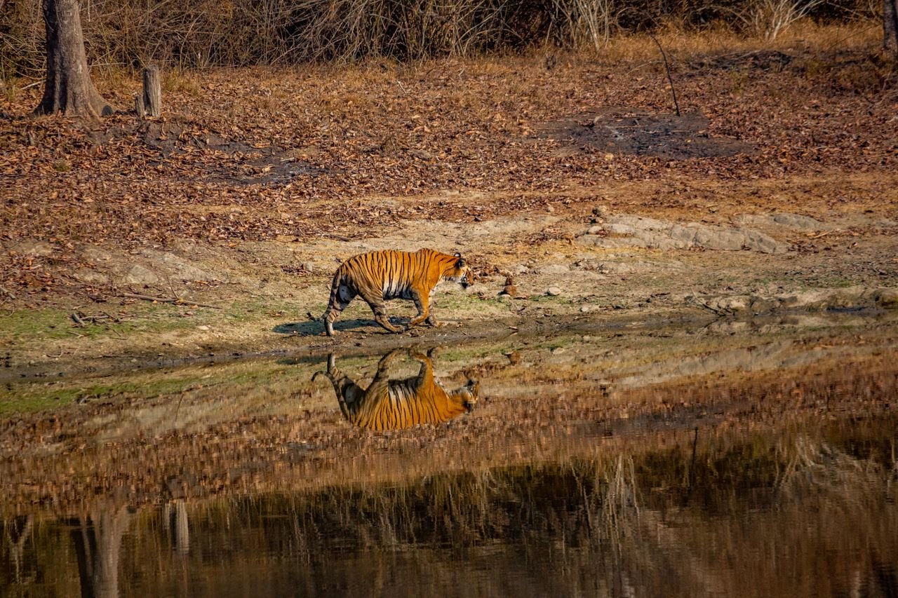 Home A Bengal tiger walks by a water body, reflecting its image in the wild.